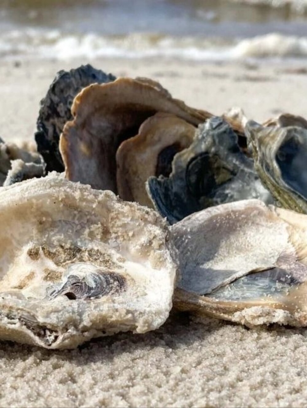 SeaShells ~ Jersey Shore ~ Hard Rock Casino Beach ~ Arts & Crafts ~ Magick
